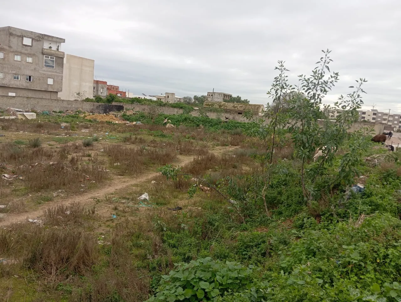4000 m2 à vendre à la soukra