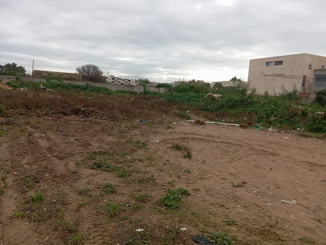 4000 m2 à vendre à la soukra