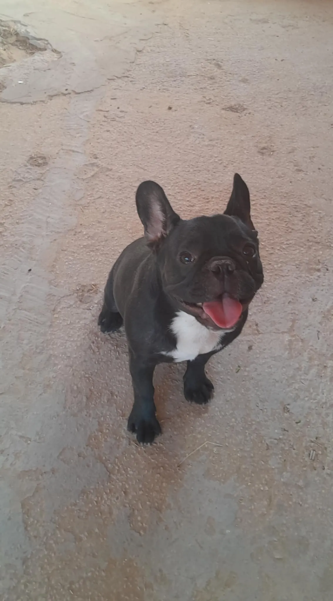 BULLDOG FRANCAIS