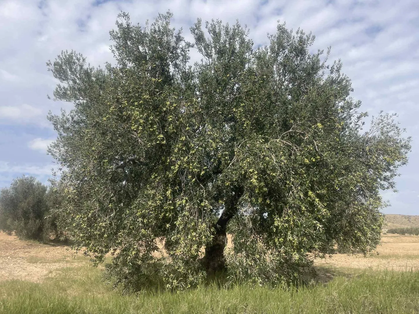  فرصة ذهبية للبيع terrain avec 1200 oliviers