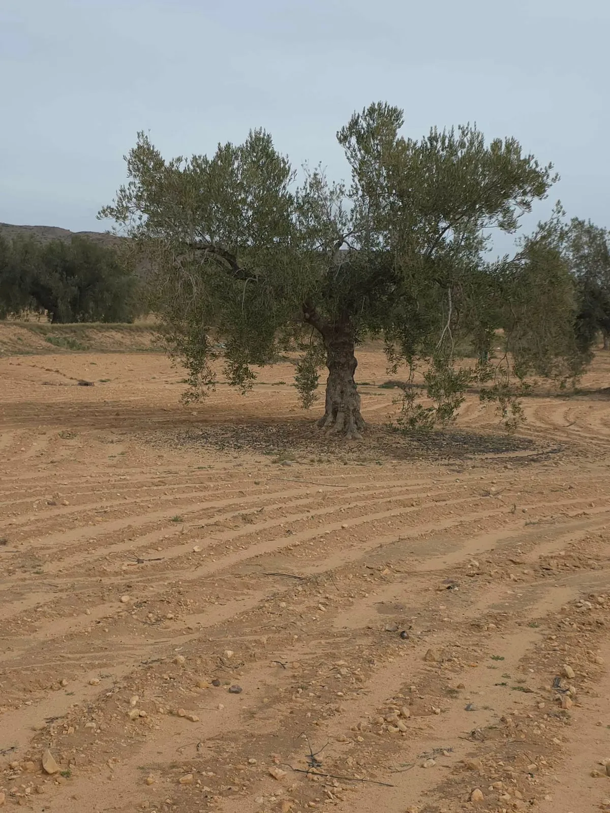  فرصة ذهبية للبيع terrain avec 1200 oliviers