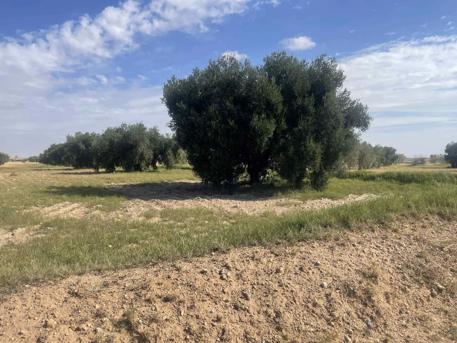  فرصة ذهبية للبيع terrain avec 1200 oliviers