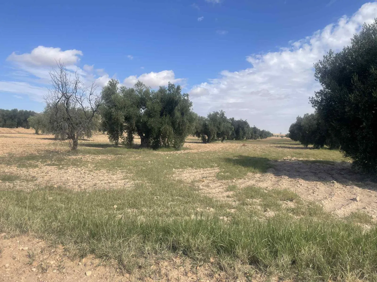  فرصة ذهبية للبيع terrain avec 1200 oliviers