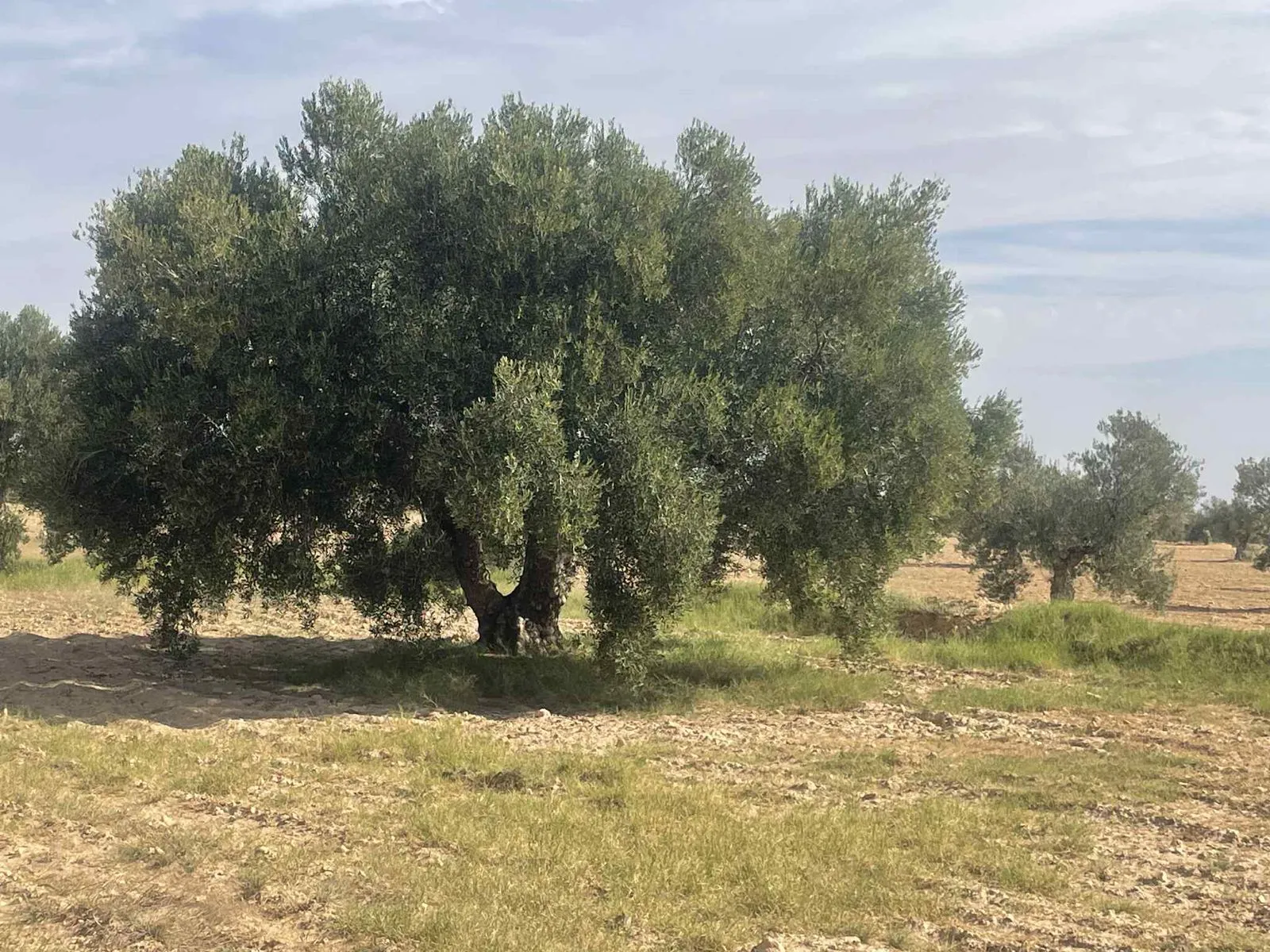  فرصة ذهبية للبيع terrain avec 1200 oliviers