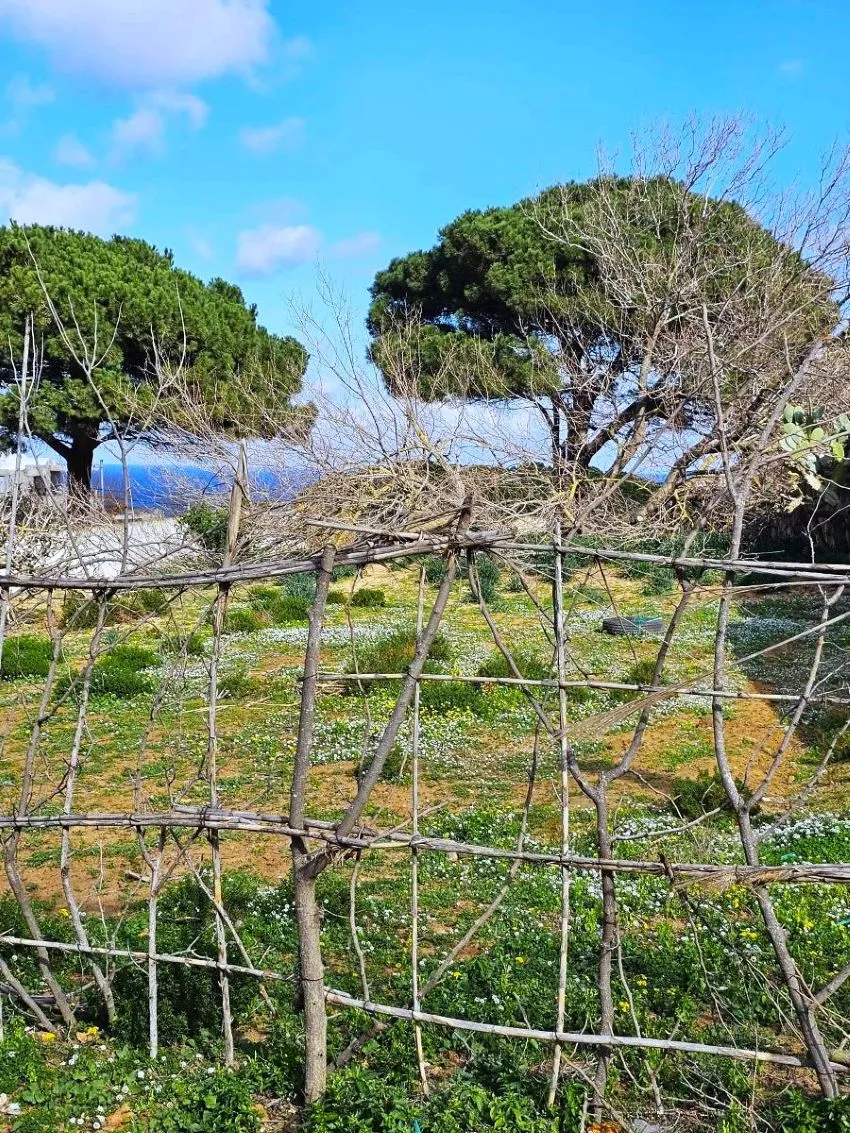 🏔 Terrain 500 m2 a rafraf plage lahmeri⛺️