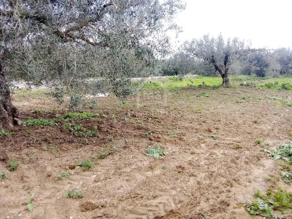 Un terrain de 220 m² à Birbouragba à vendre 51355351