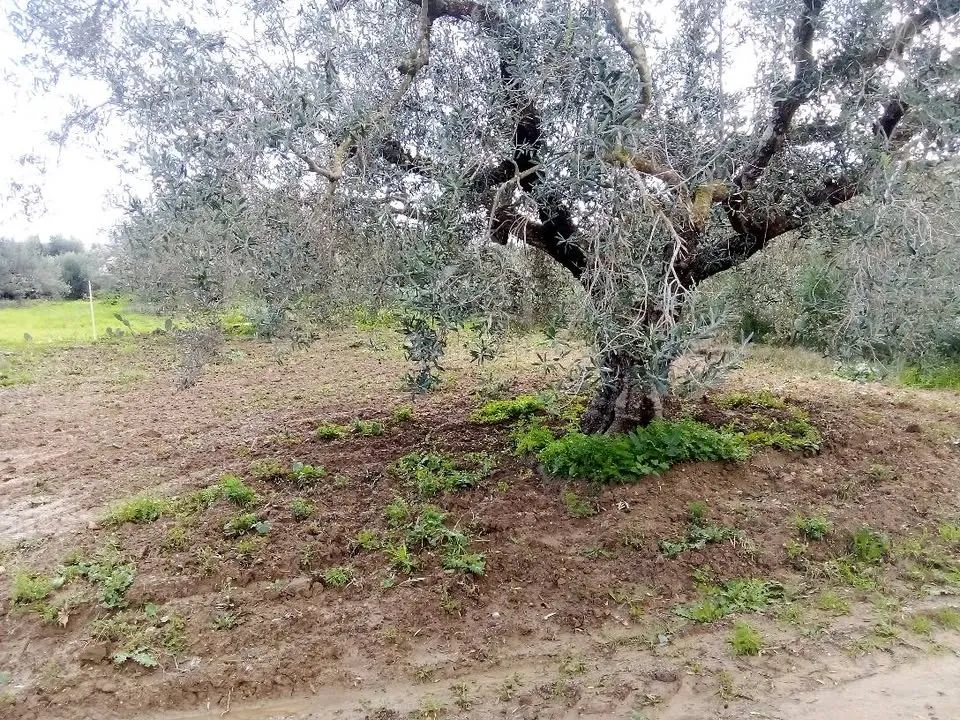 Un terrain de 220 m² à Birbouragba à vendre 51355351