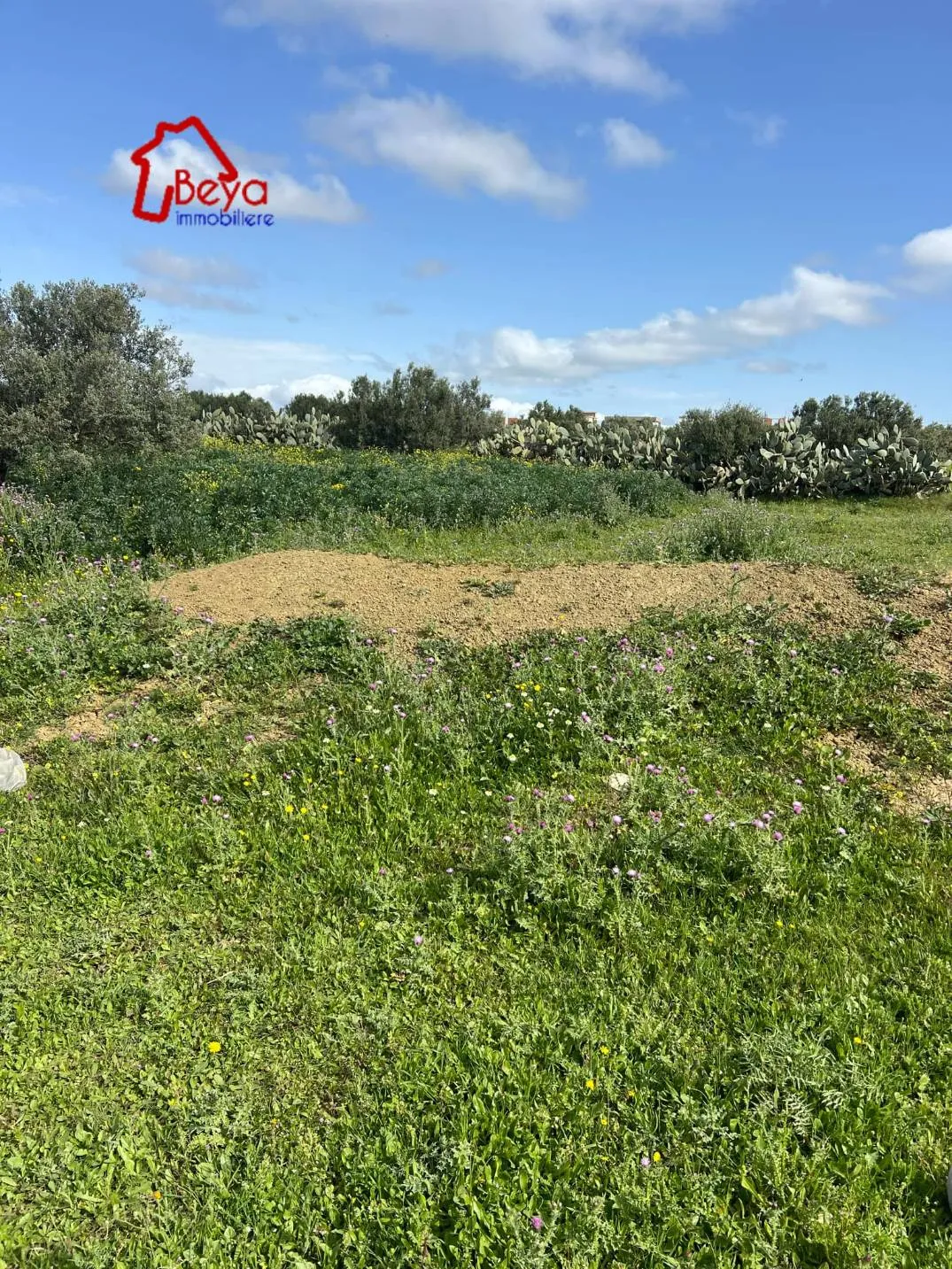  terrain ROSA VTM022)