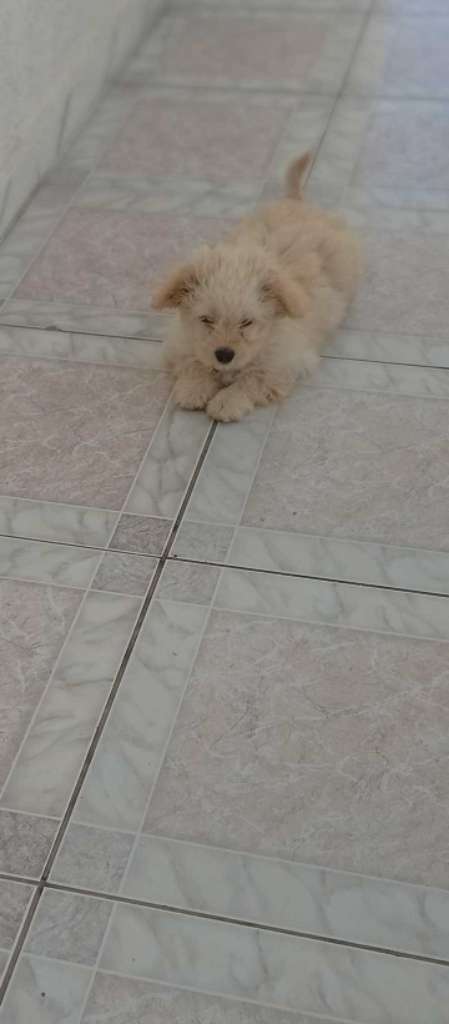 A adopter bichon