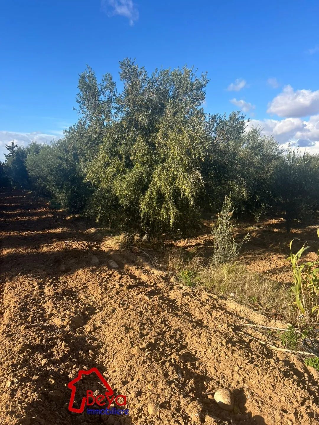 2 HECTARES à vendre