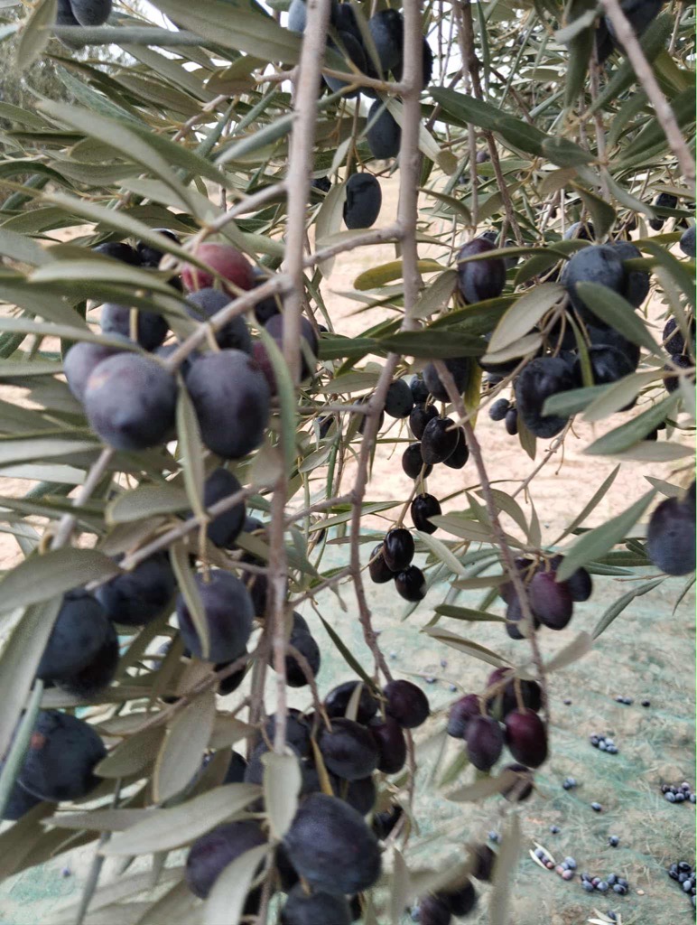 Engin agricole موطور سنطاج