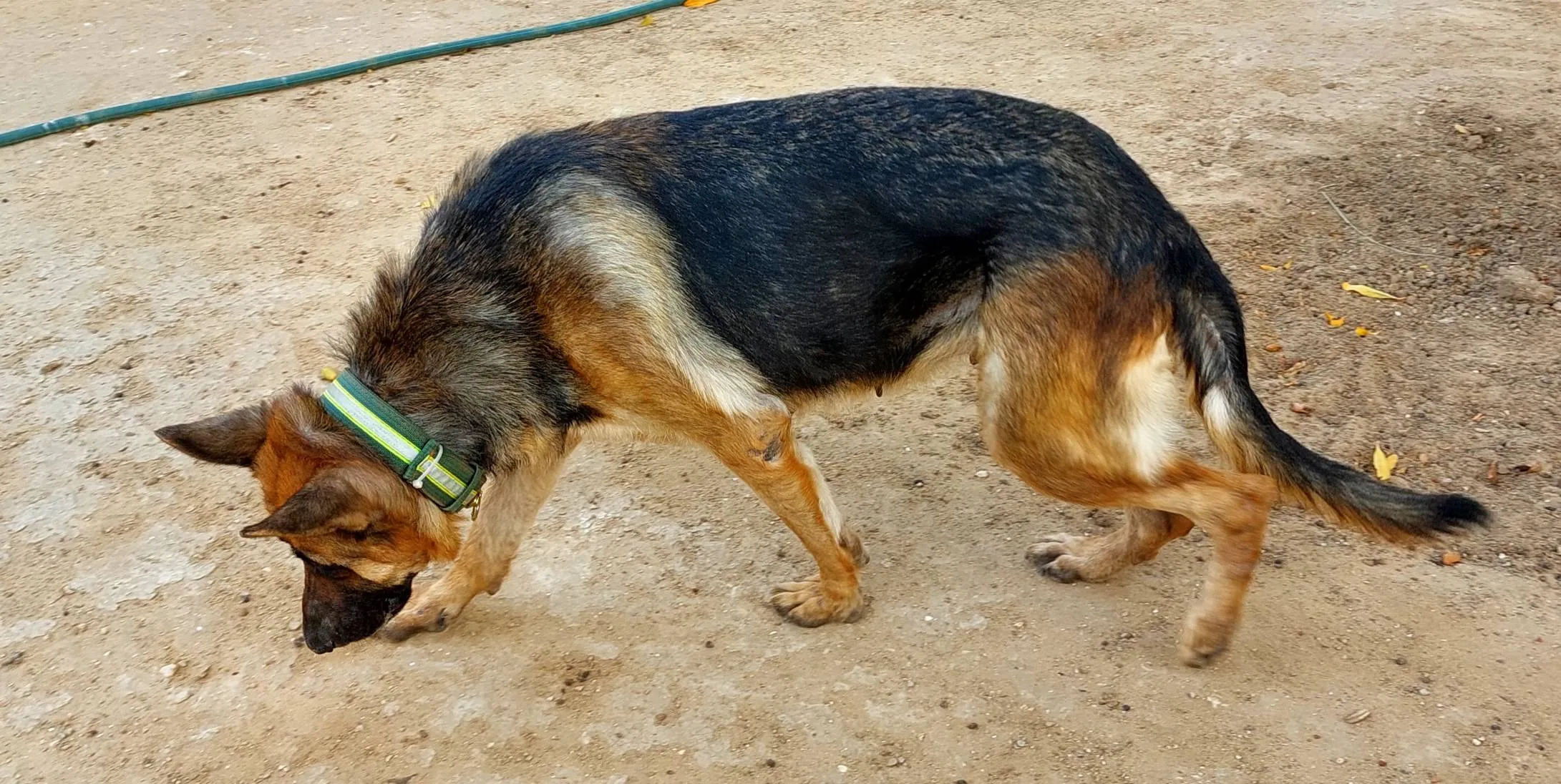 Chiens de Gardiennage Berger Allemand Pure Race