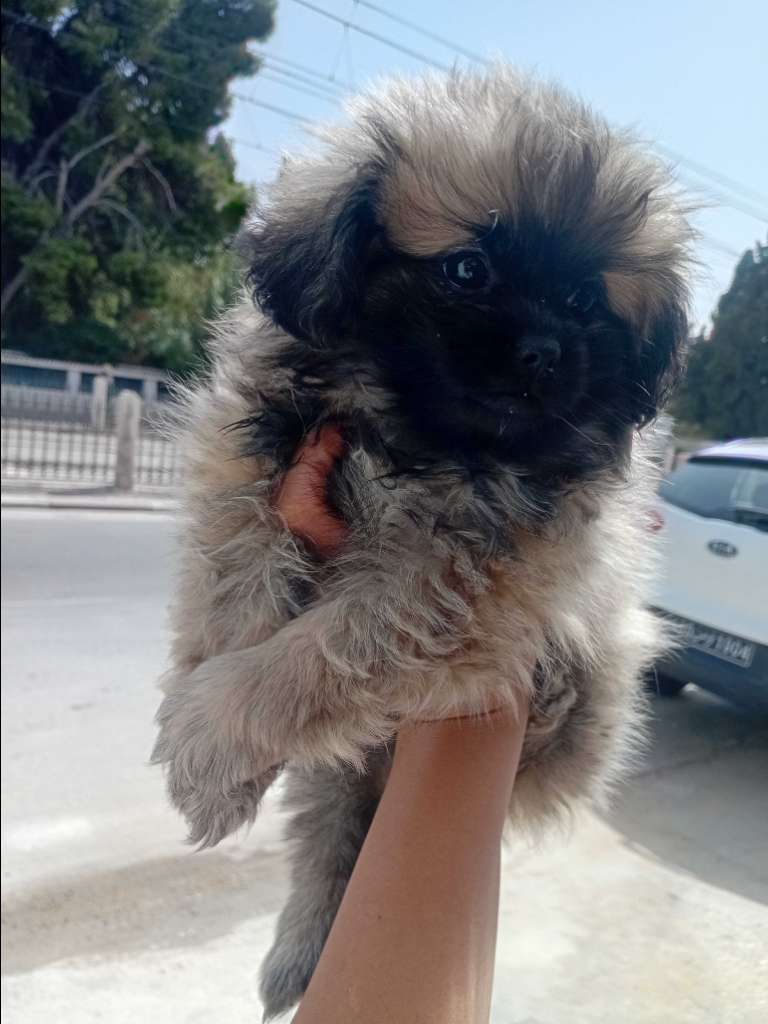Femelle pekinois