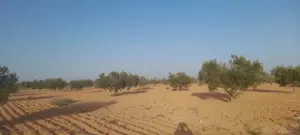 Terrain à vendre á Mellita Djerba