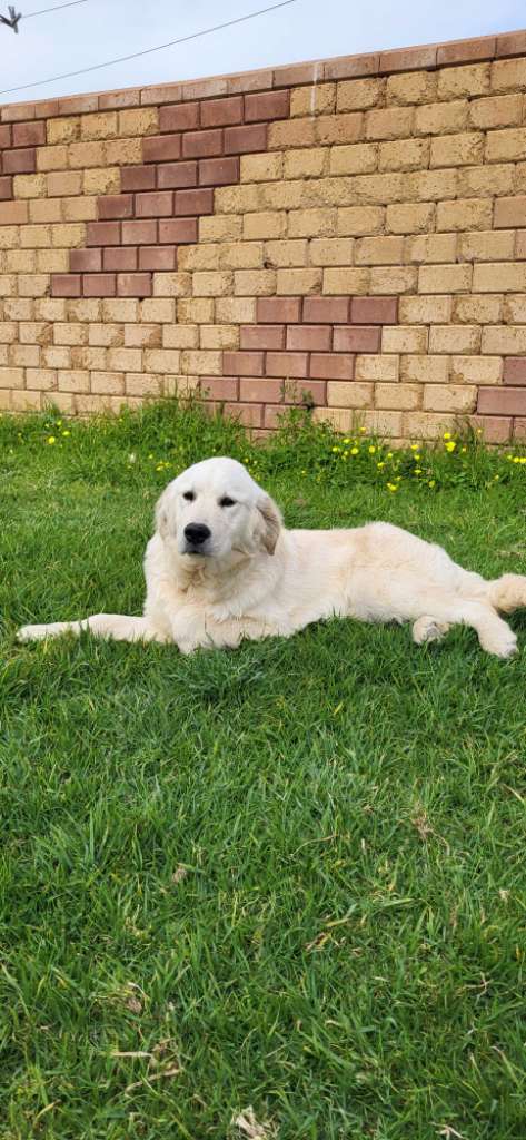 Mâle Golden Retriever 