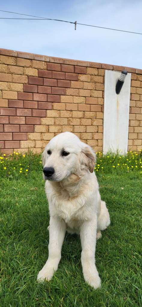 Mâle Golden Retriever 