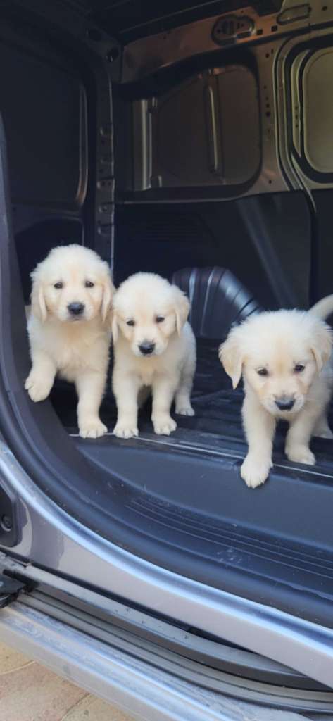 À vendre deux couple de chiots Golden
Retriever, âgés de 45 jours