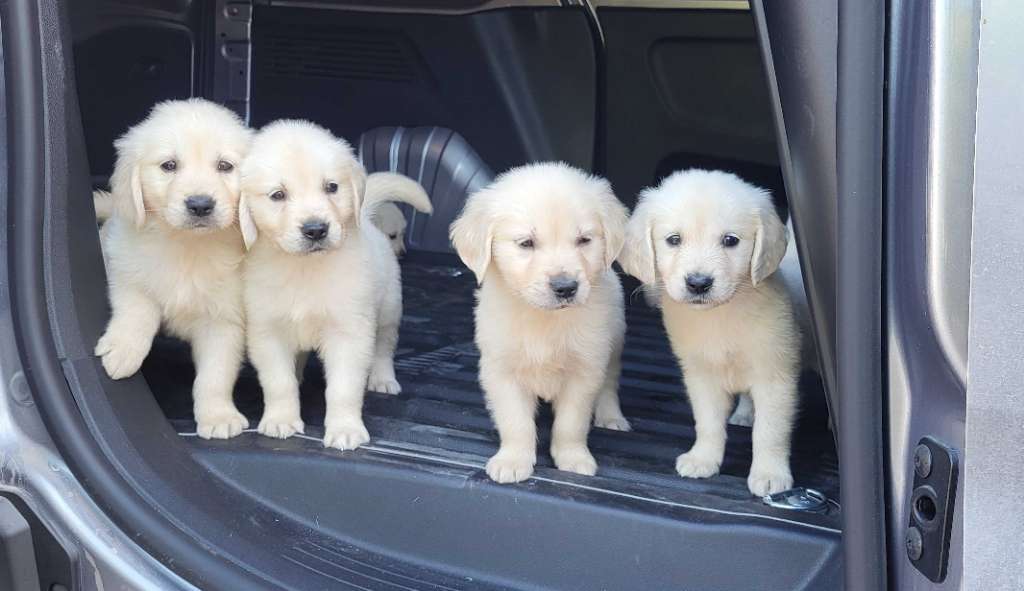 À vendre deux couple de chiots Golden
Retriever, âgés de 45 jours