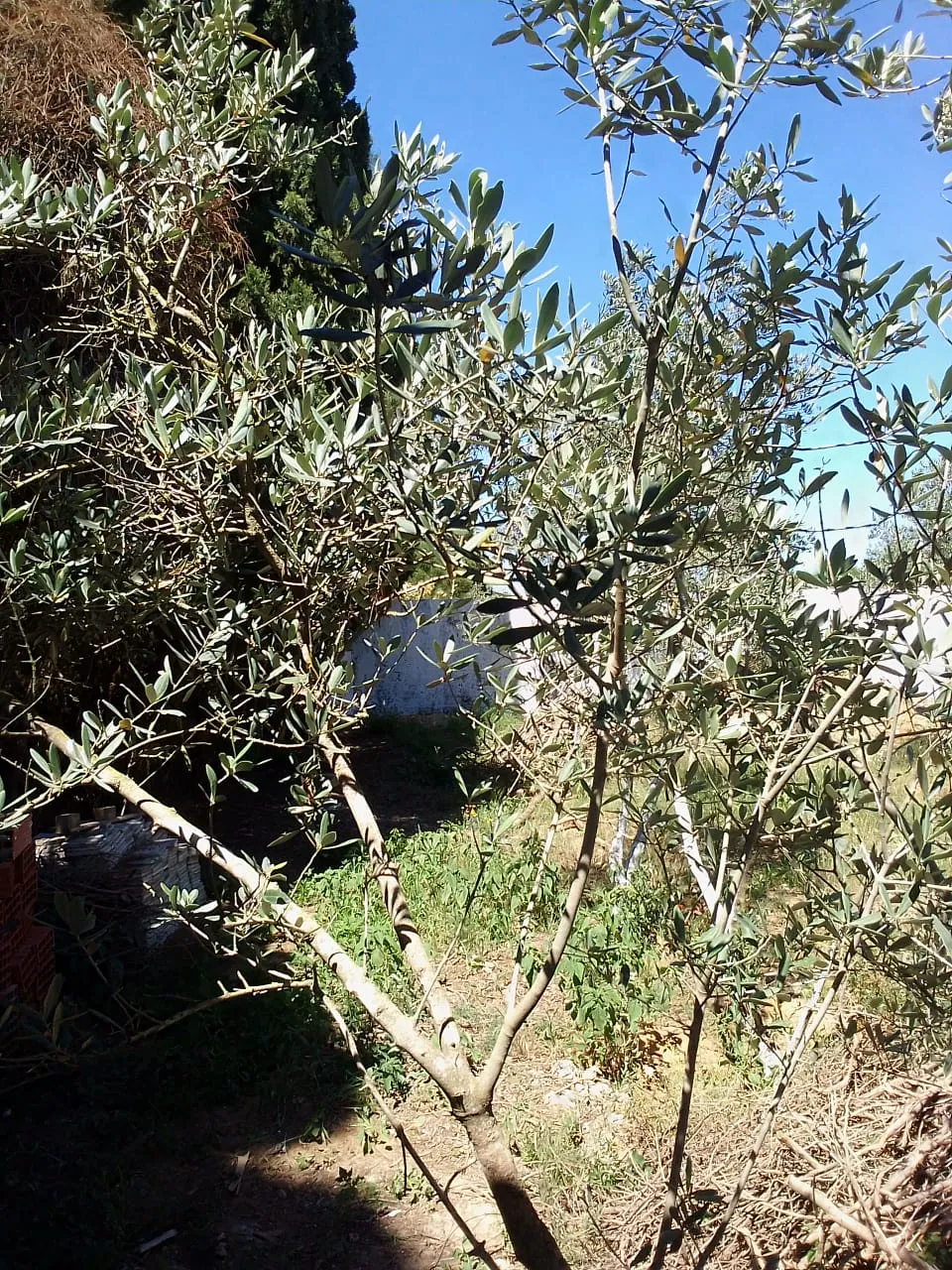 Maison et terrain à 700 de rue de Ras Jebel (verger andalou )