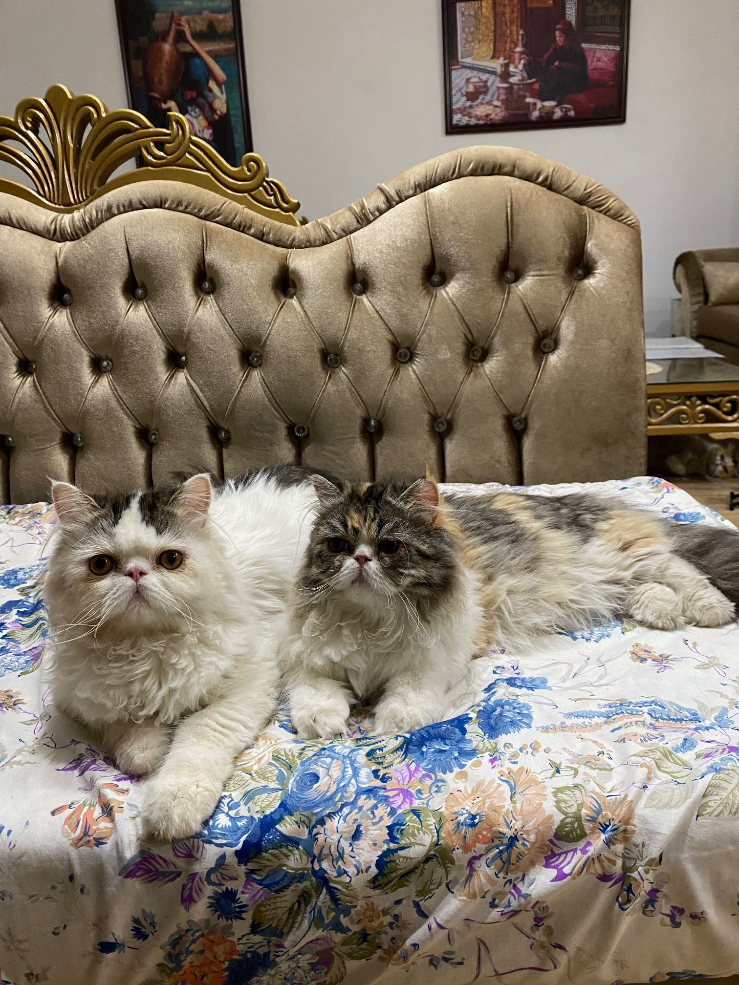 Chats persans
