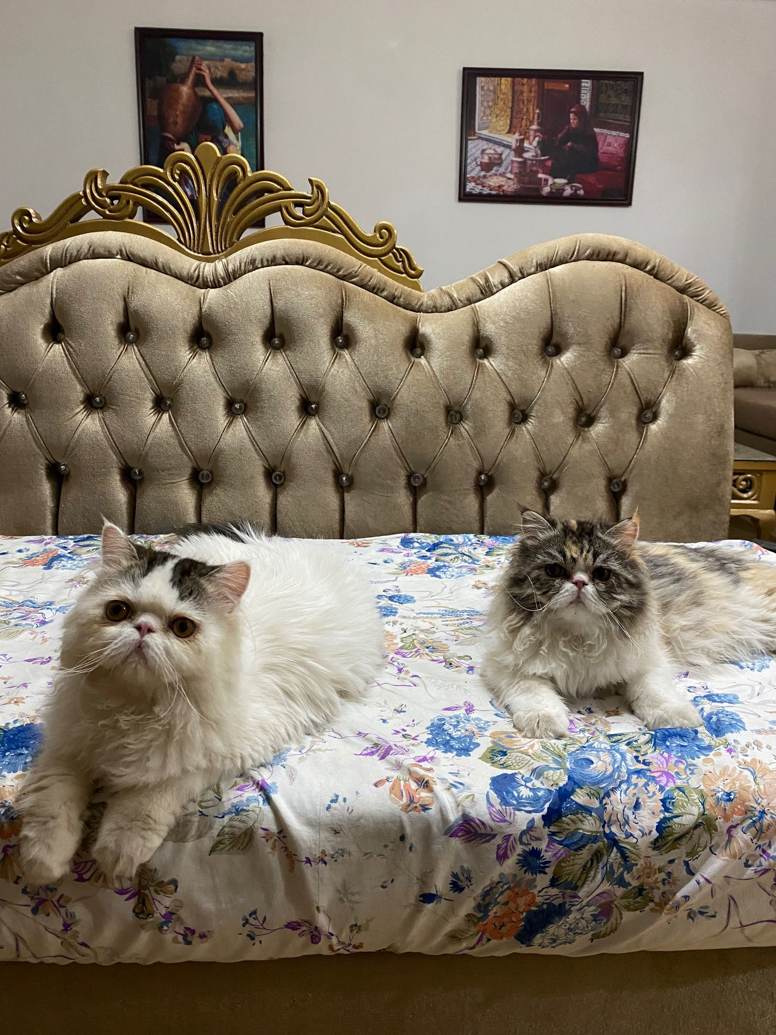 Chats persans