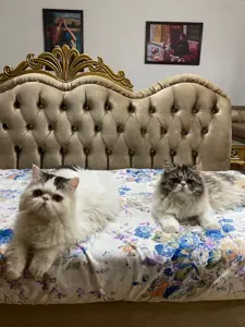 Chats persans