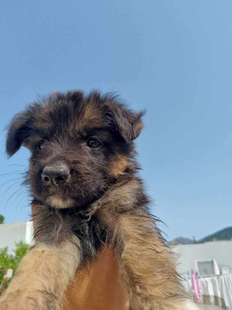 Chiot berger allemand 🐶
