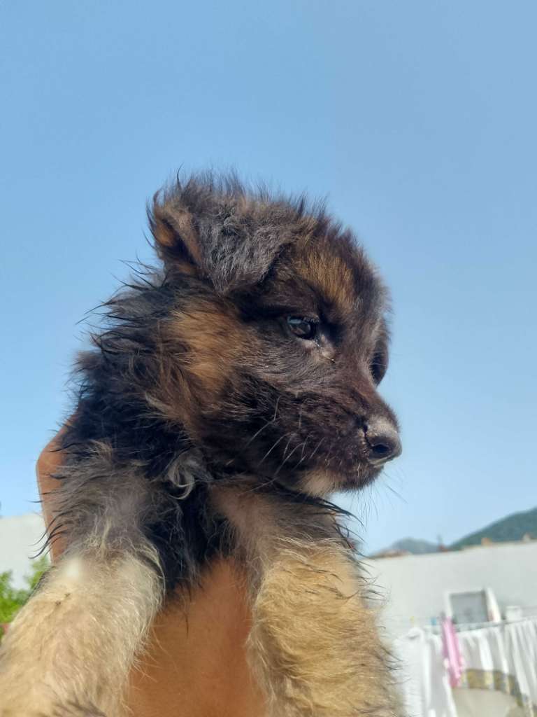 Chiot berger allemand 🐶