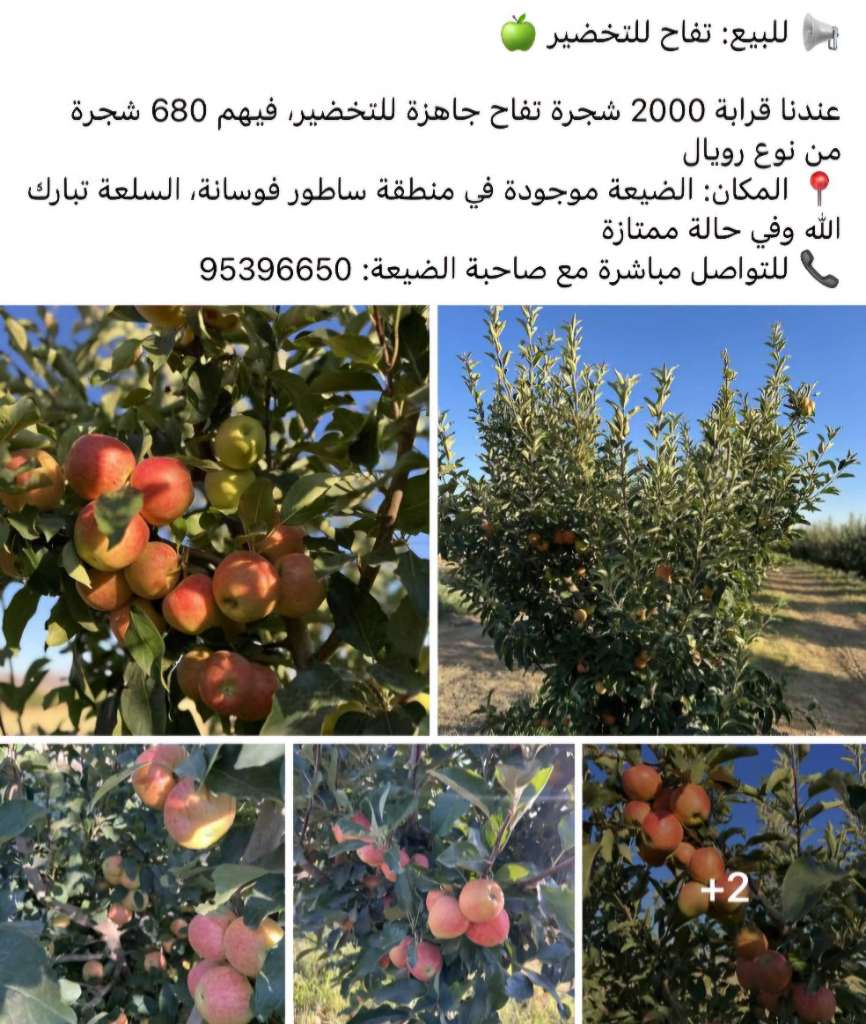 📢 للبيع: تفاح للتخضير 🍏

