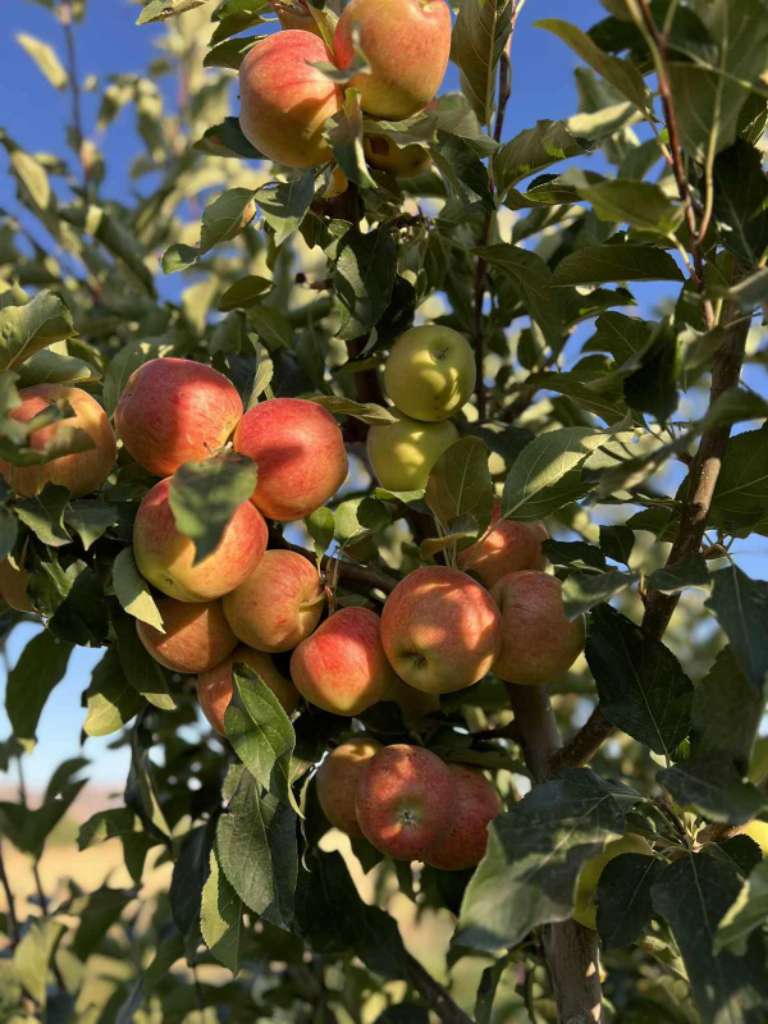 📢 للبيع: تفاح للتخضير 🍏

