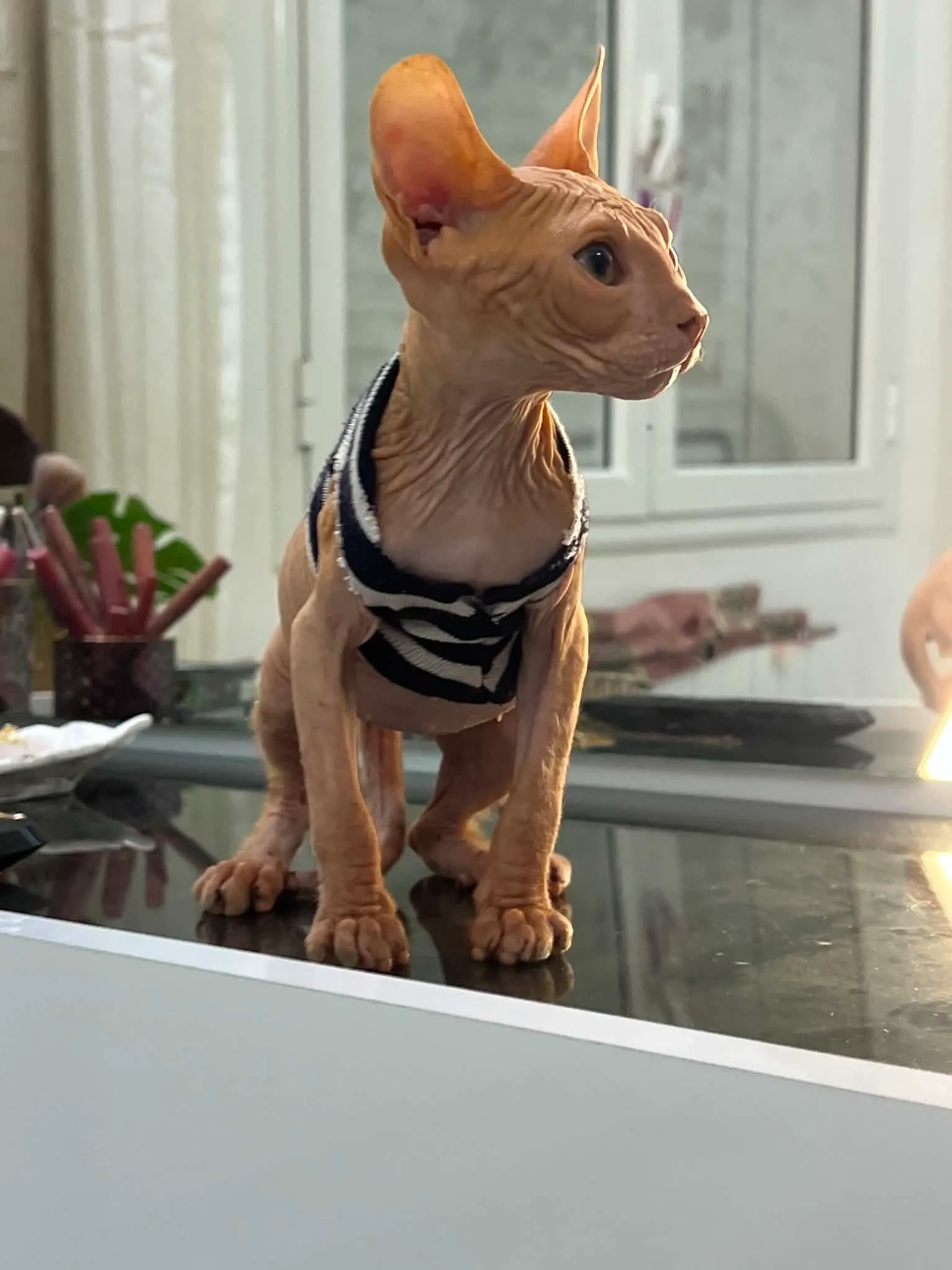 Chat sphynx mâle(سفينكس) à vendre en tunis.  Âge: 2 mois Vacciné