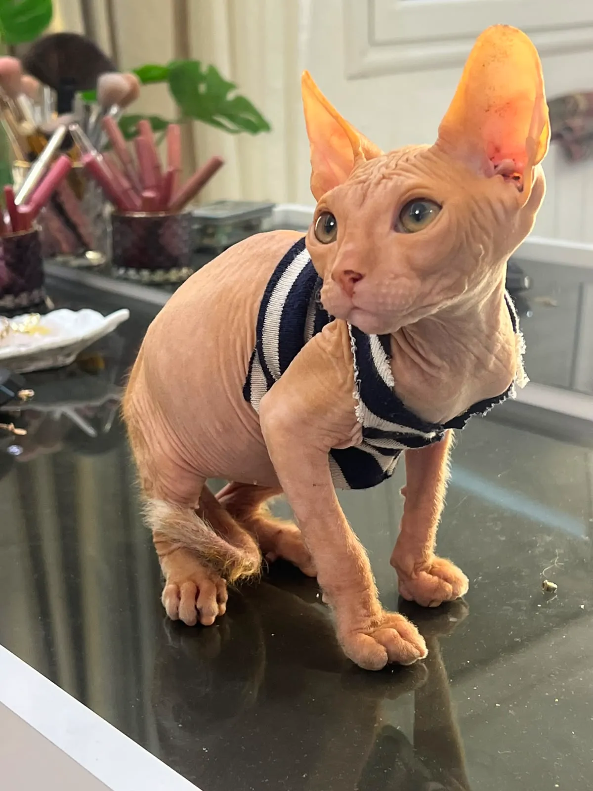 Chat sphynx mâle(سفينكس) à vendre en tunis.  Âge: 2 mois Vacciné
