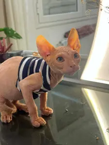 Chat sphynx mâle(سفينكس) à vendre en tunis.  Âge: 2 mois Vacciné