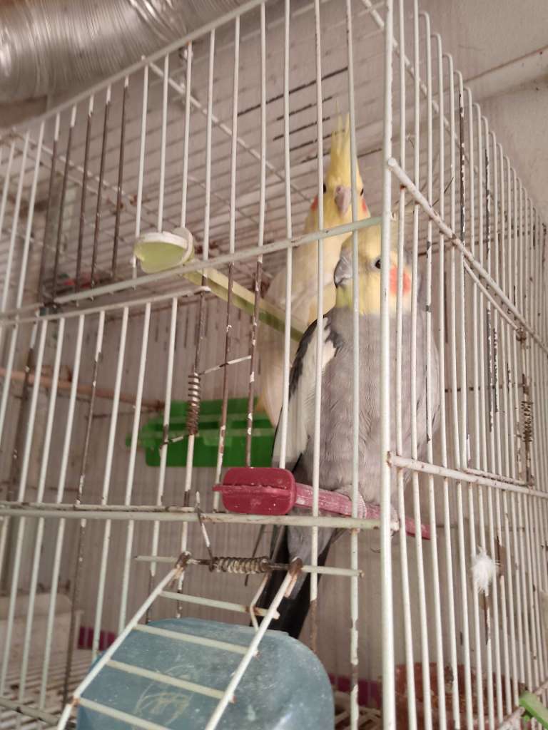 Vente oiseaux calopsitte mâle et femelle