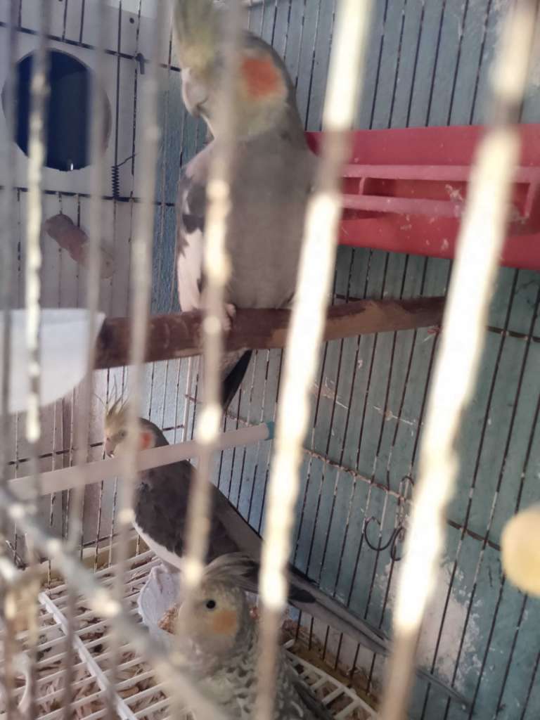 Vente oiseaux calopsitte mâle et femelle