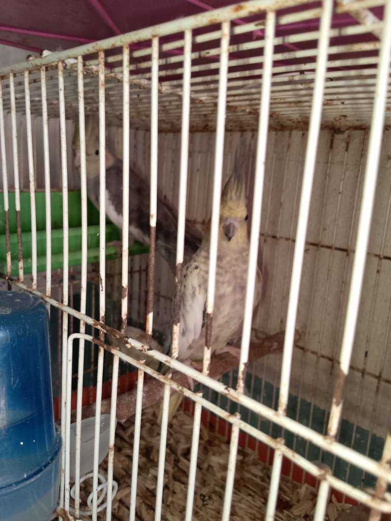Vente oiseaux calopsitte mâle et femelle