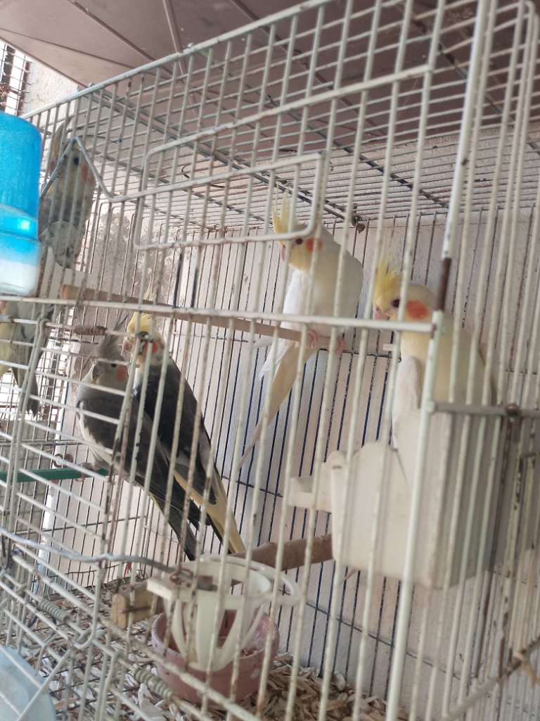 Vente oiseaux calopsitte mâle et femelle