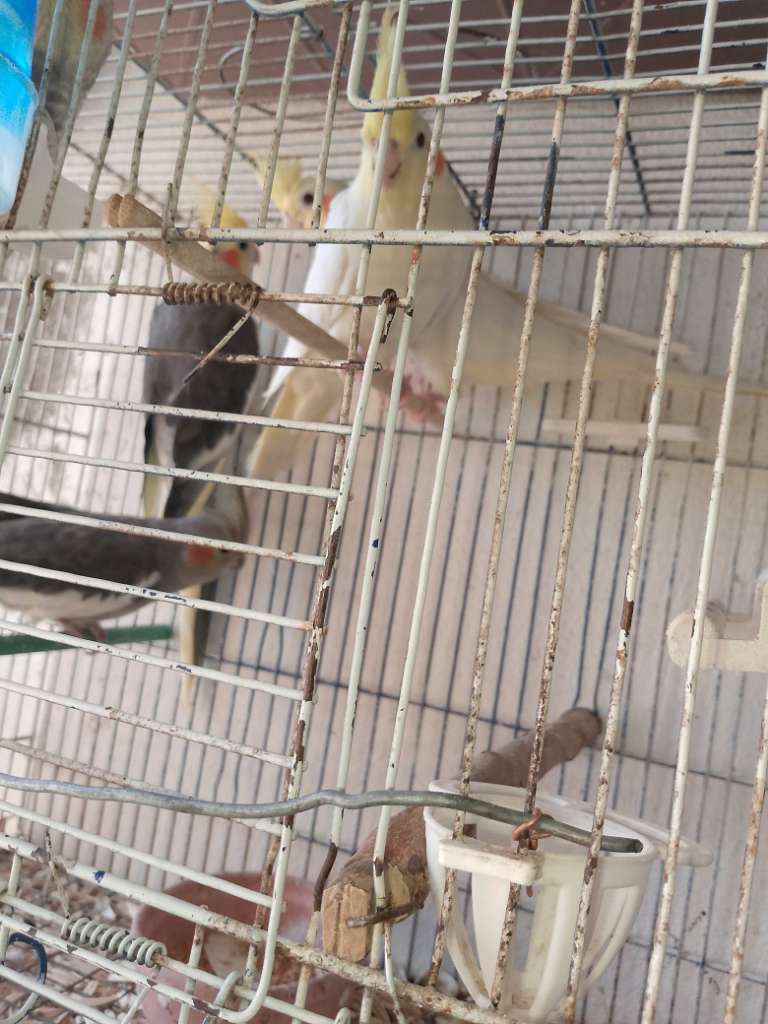 Vente oiseaux calopsitte mâle et femelle