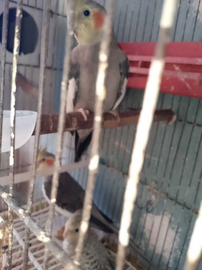 Vente oiseaux calopsitte mâle et femelle