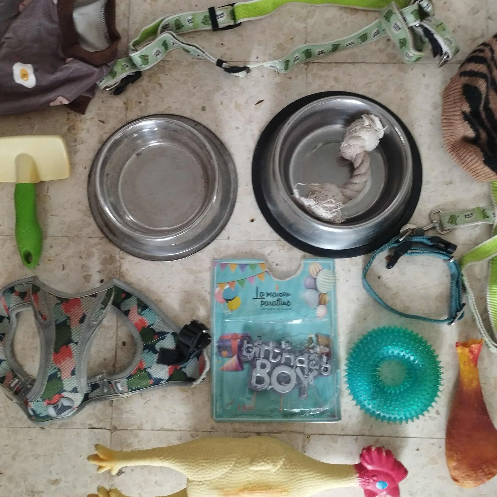 matériel pour chien 