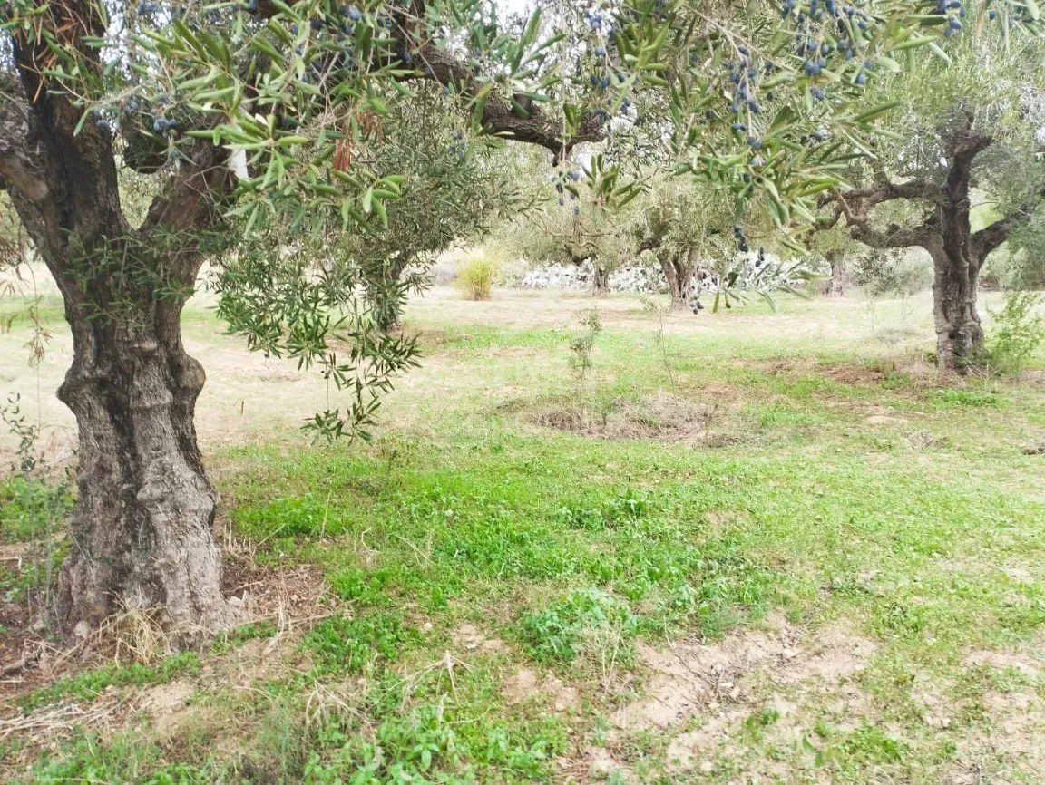 Terrain de 850 m² à vendre à Hammamet Sud 51355351