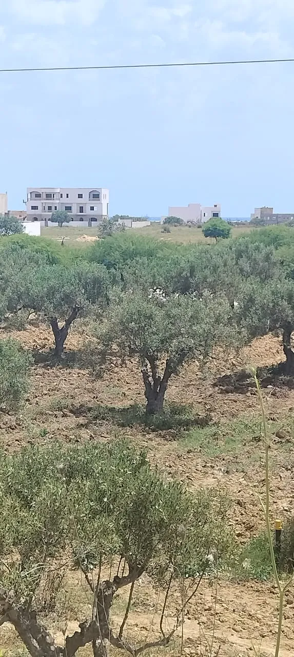 terrain 260 m
