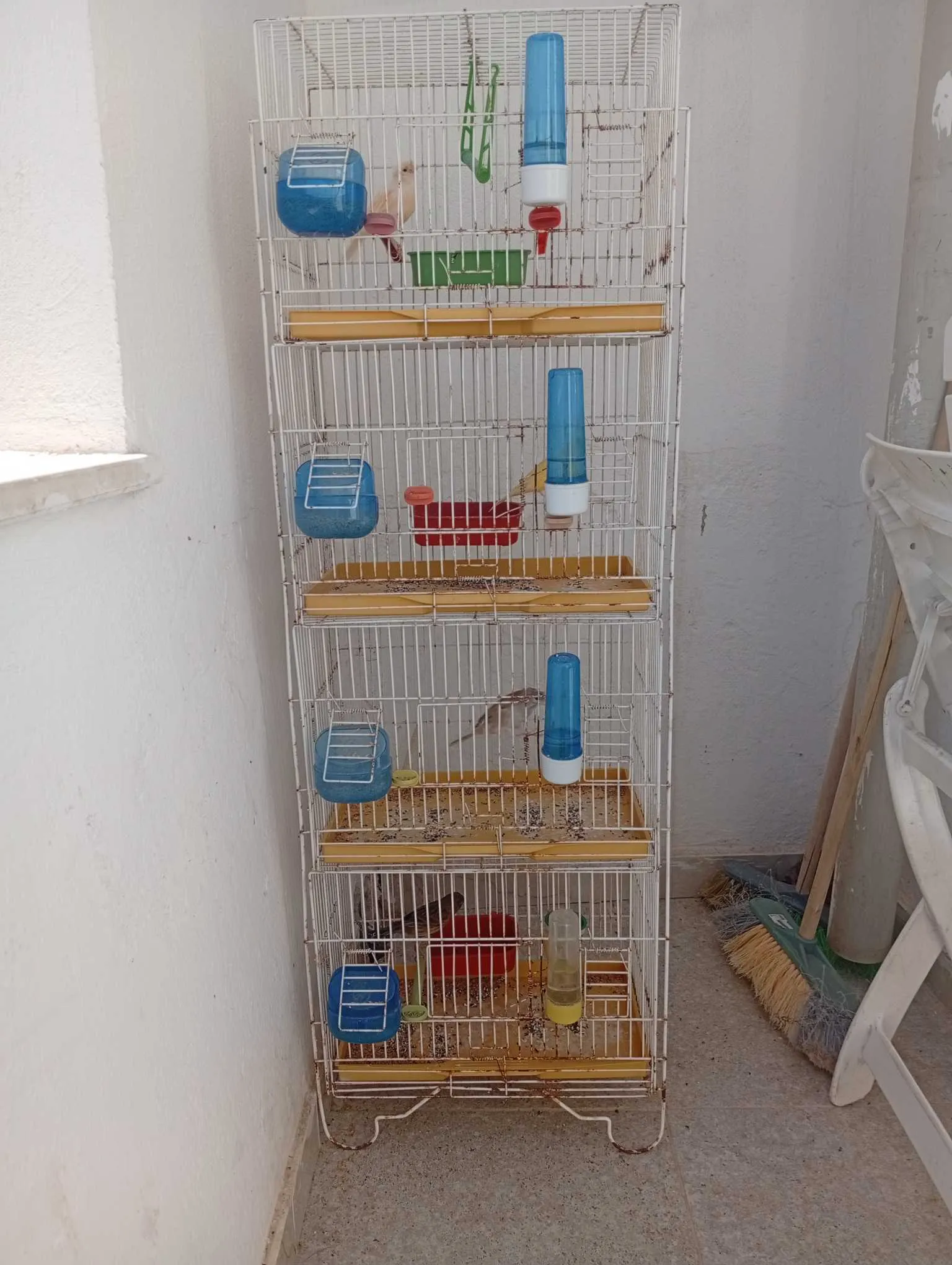 4 canari avendre