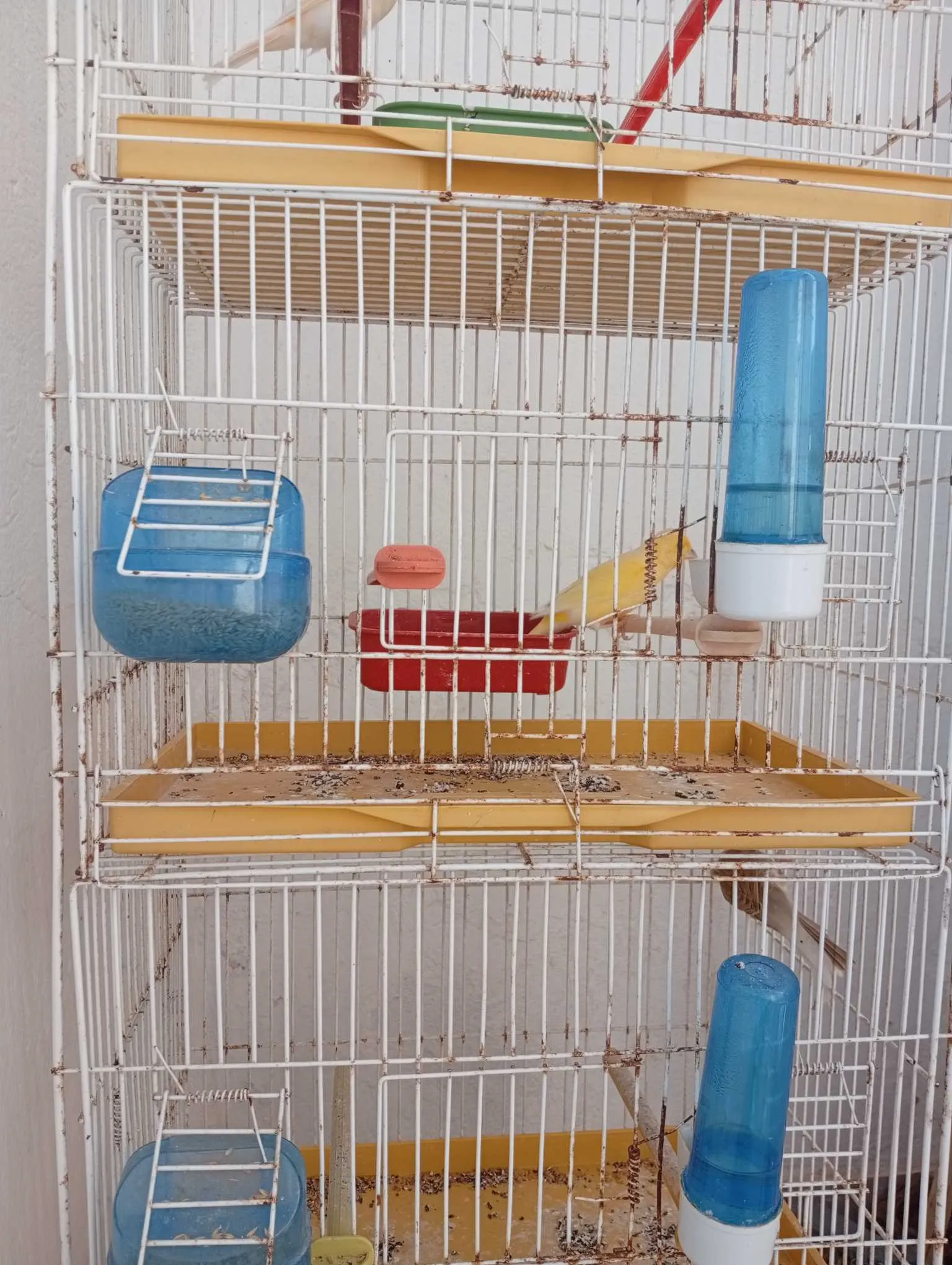 4 canari avendre
