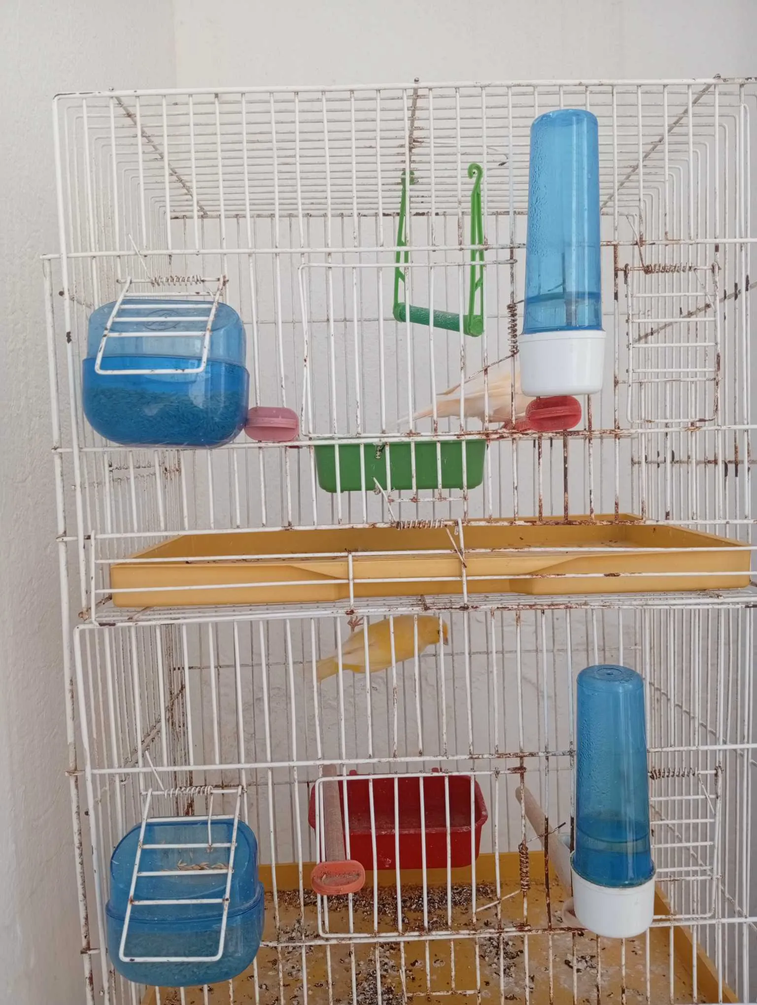 4 canari avendre
