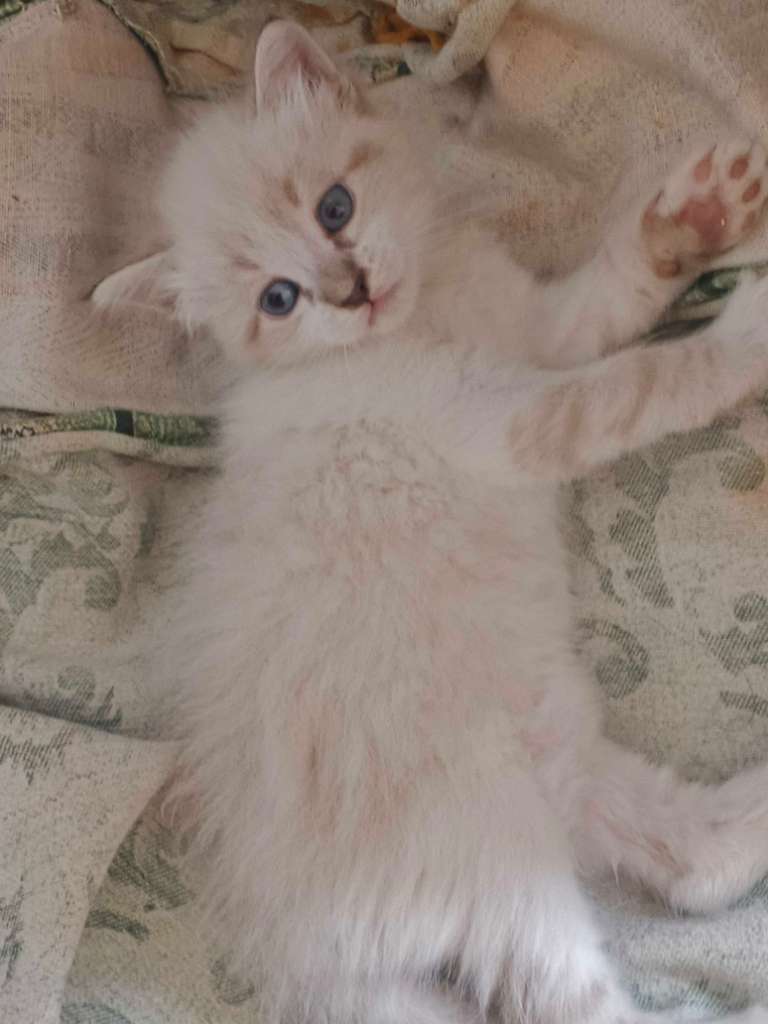 Chat 🐱