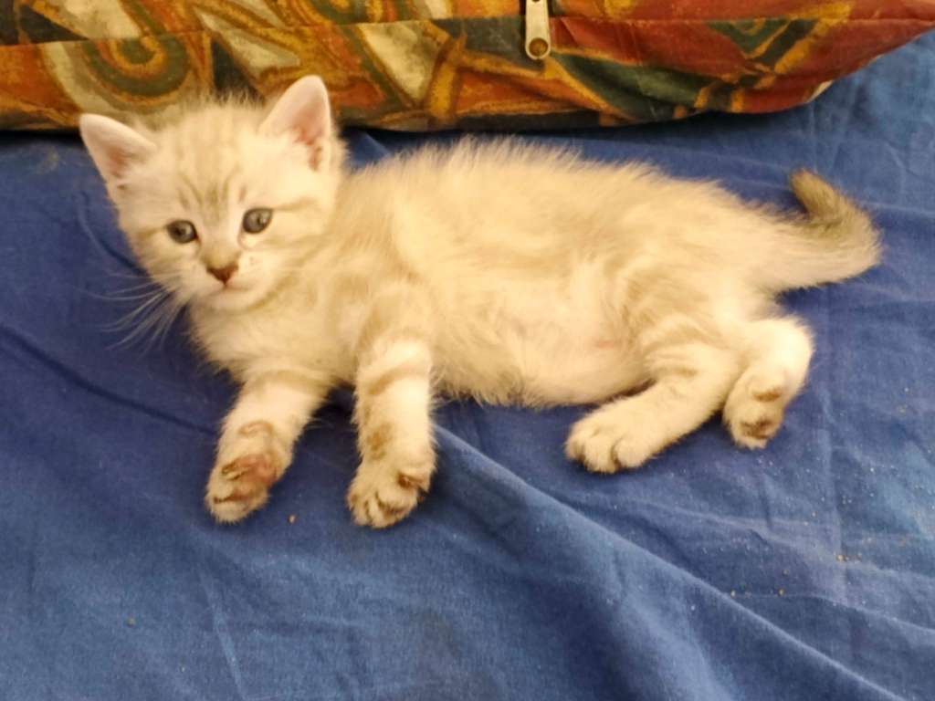 Chat 🐱