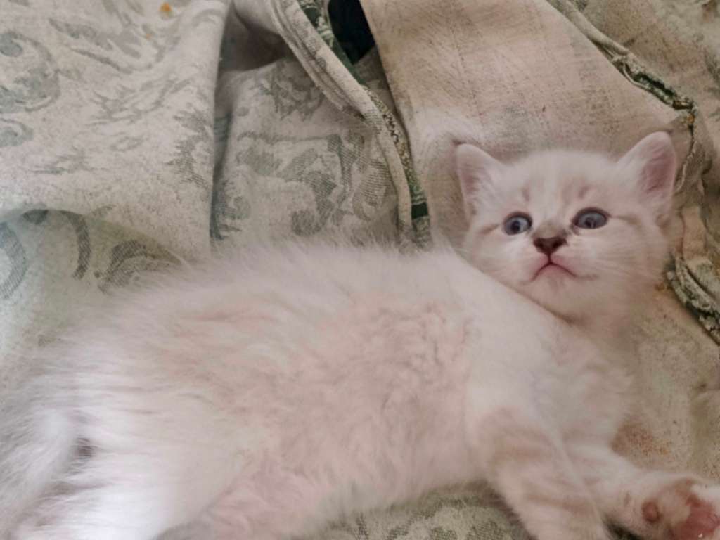 Chat 🐱