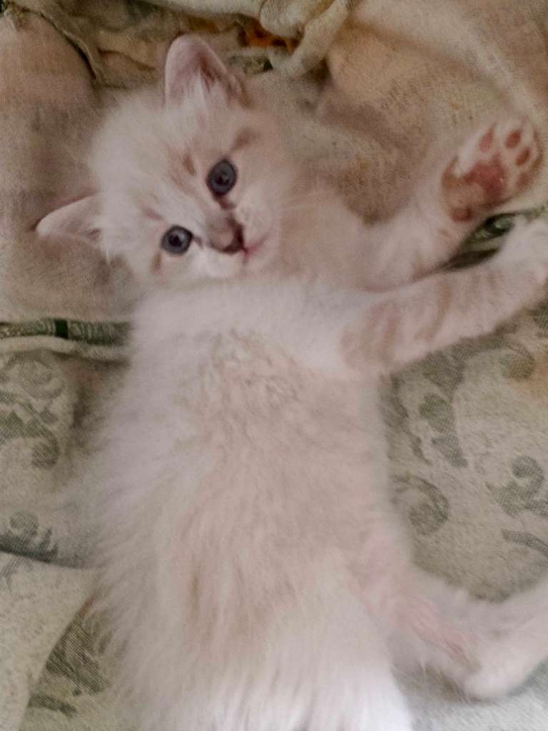 Chat 🐱