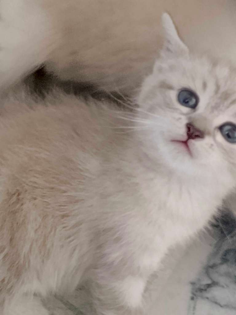 Chat 🐱